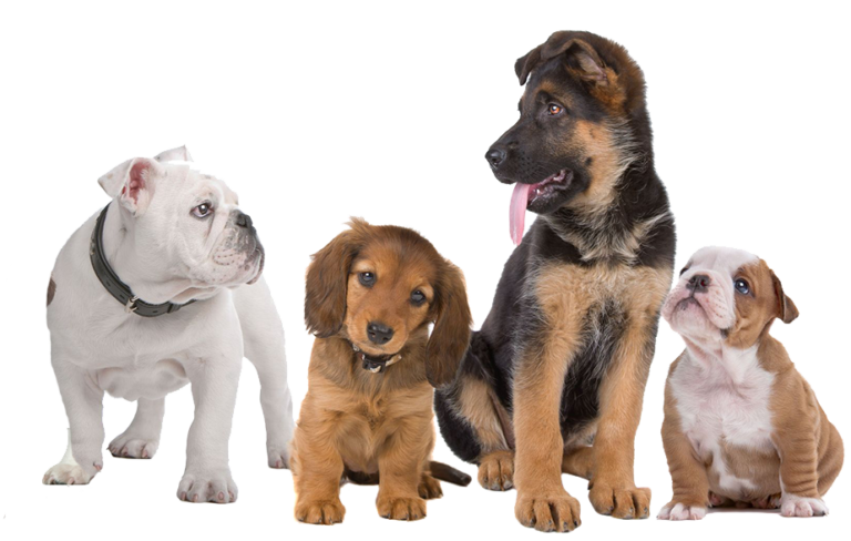 perros y gatos