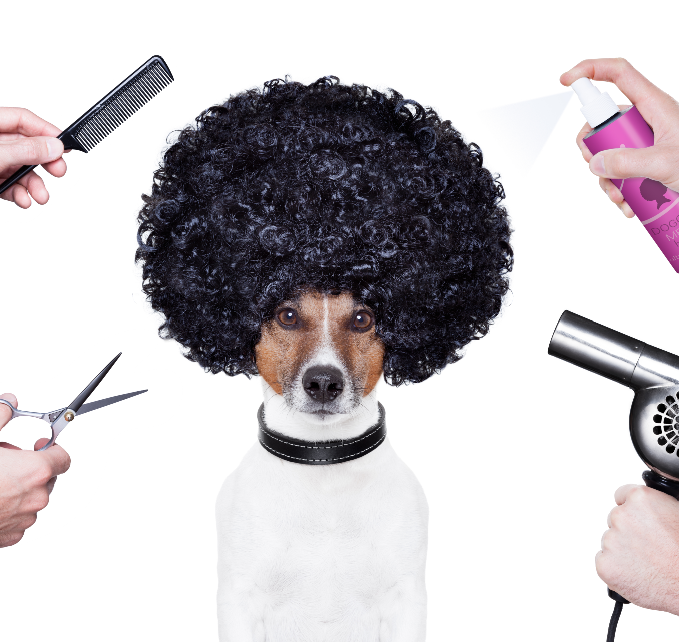 corte pelo mascota